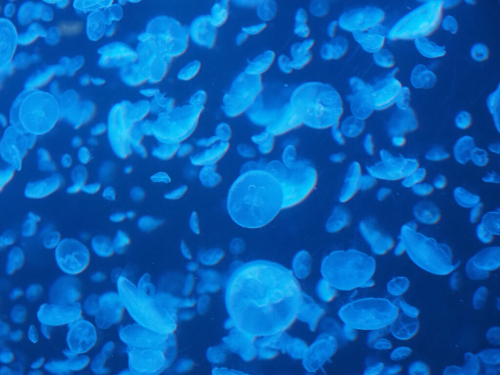 加茂水族館