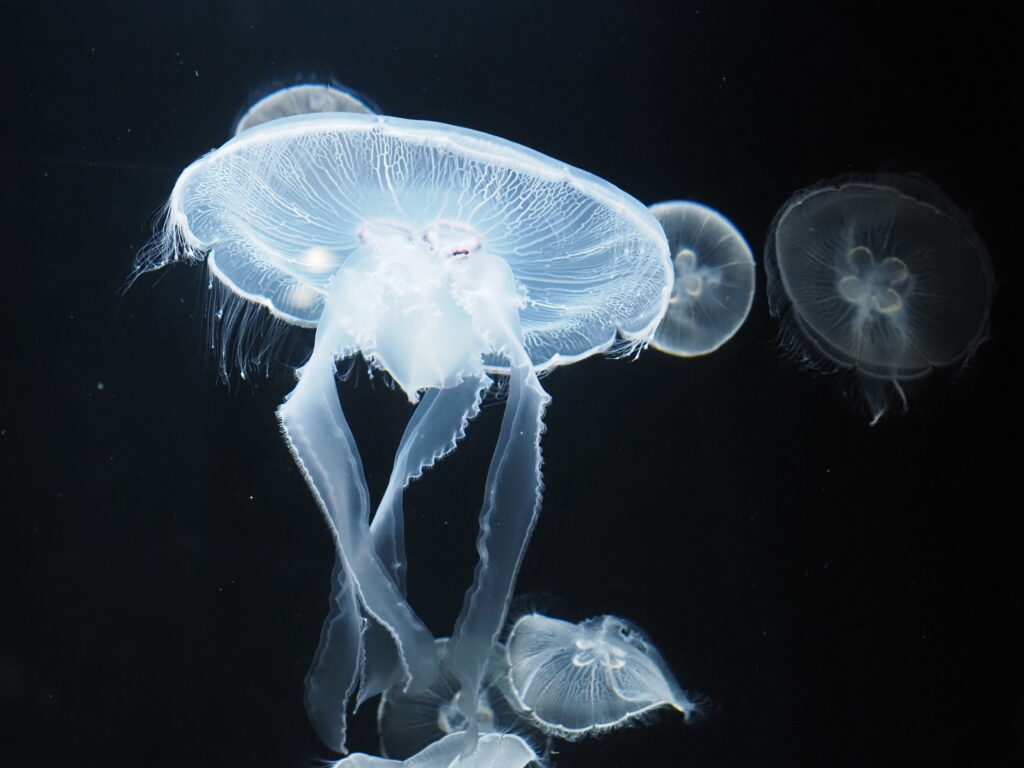 加茂水族館