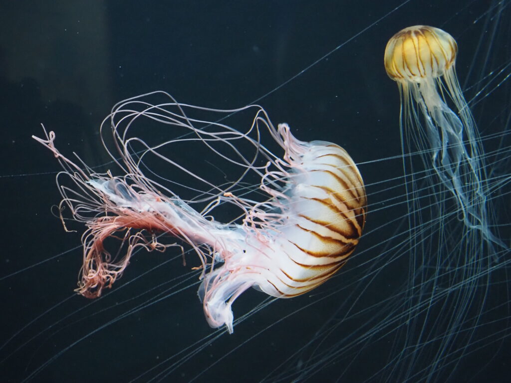 加茂水族館
