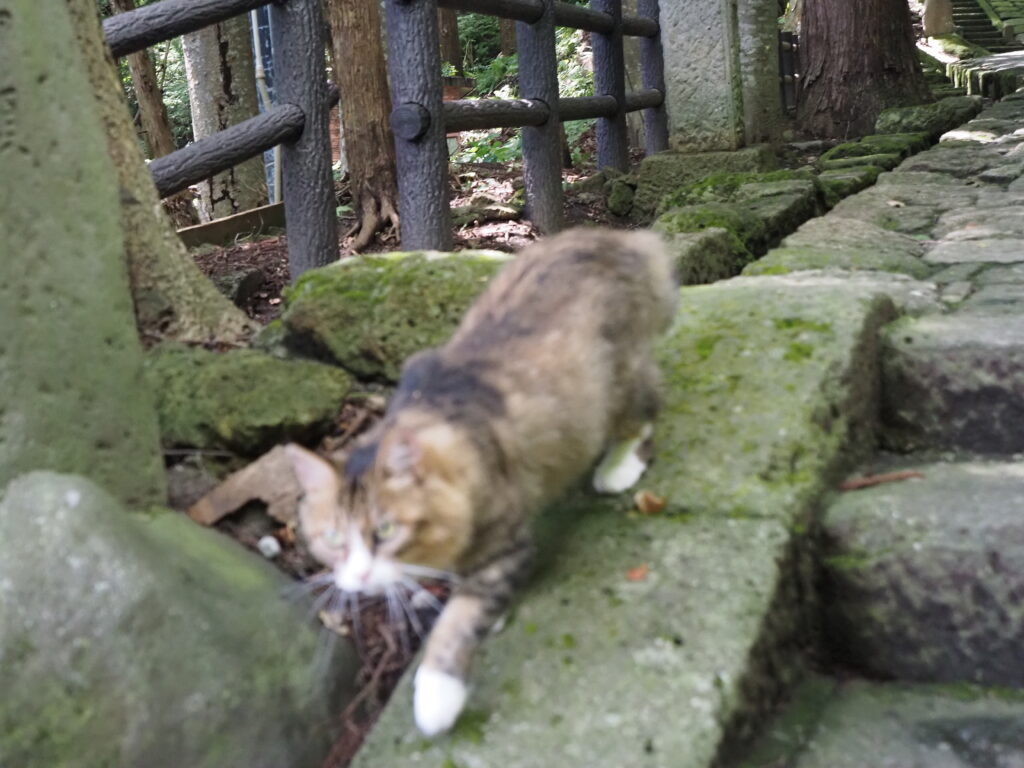 ねこ