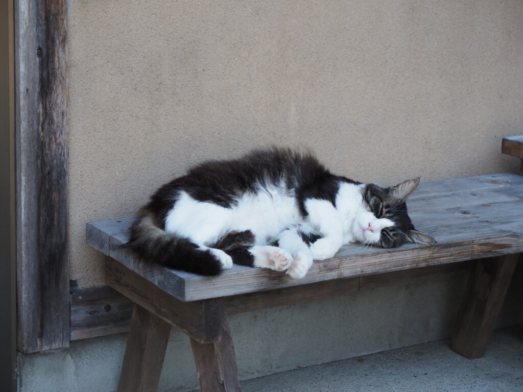 ねこ