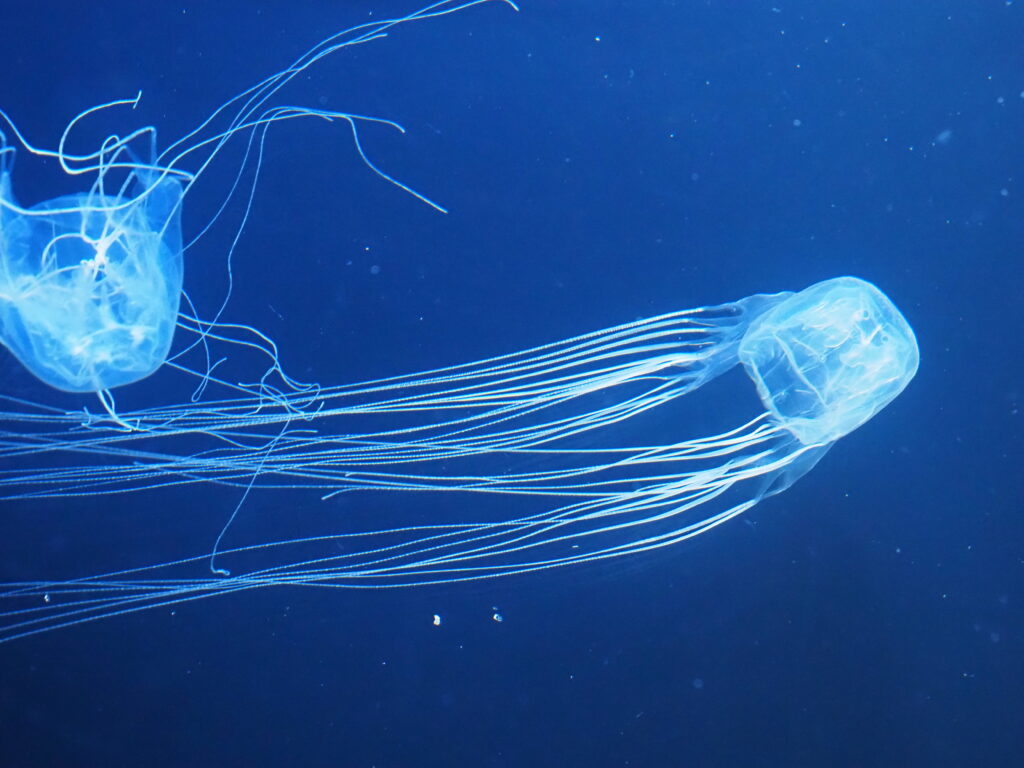 加茂水族館