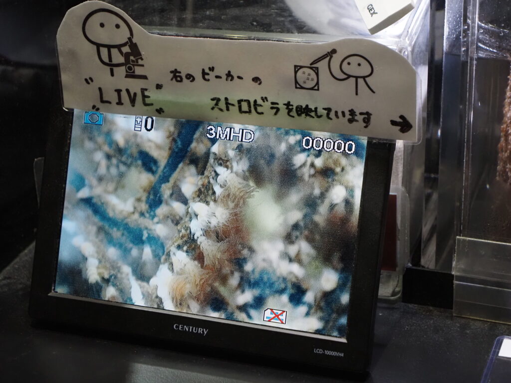 加茂水族館