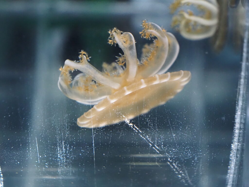 サカサクラゲ