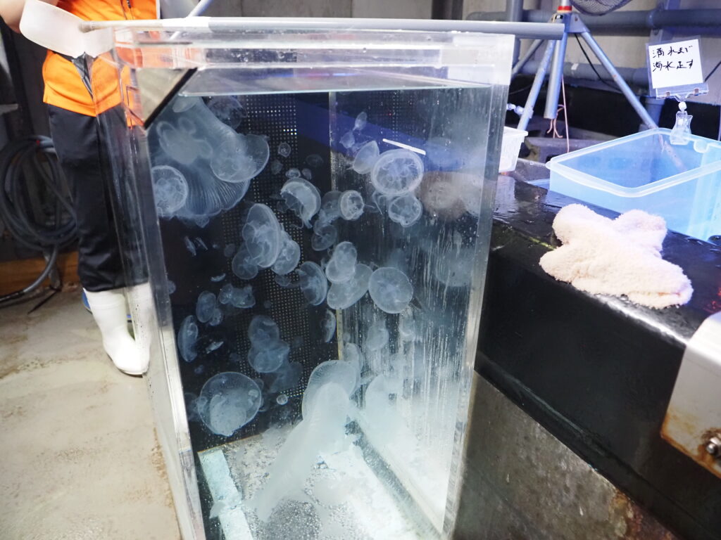 加茂水族館
