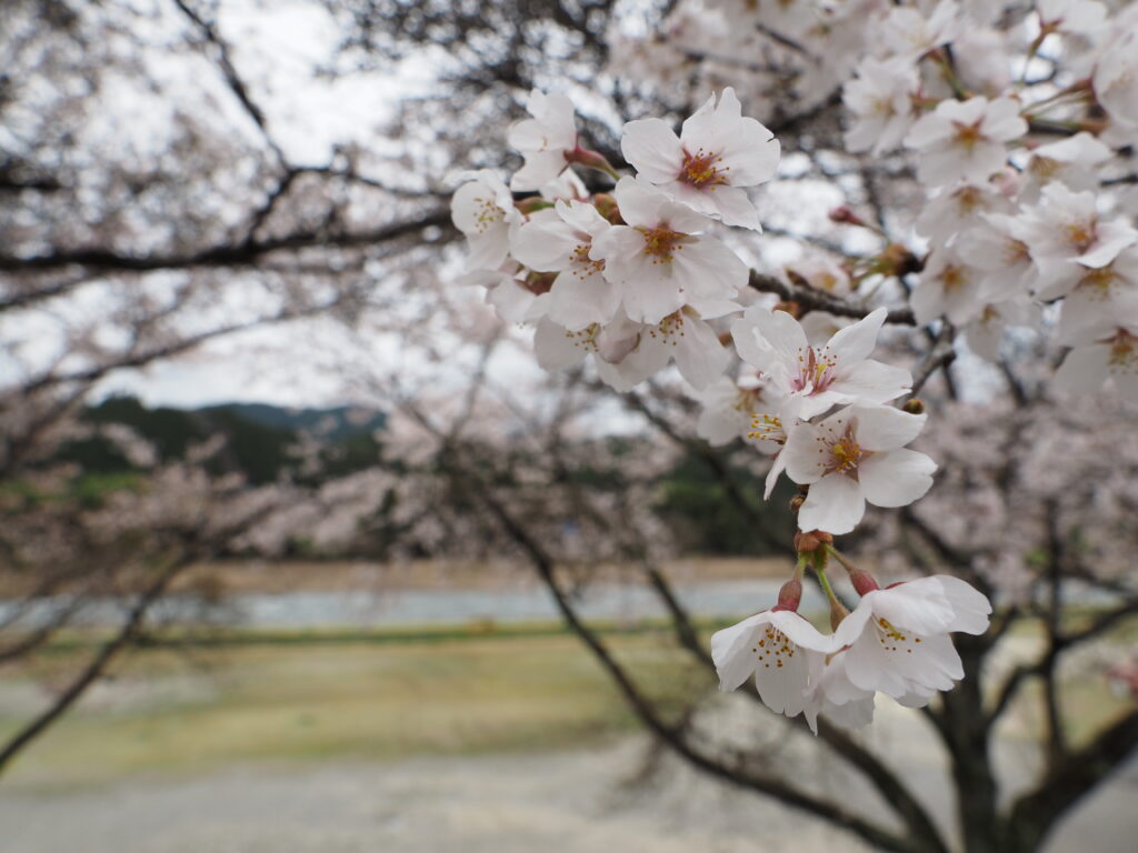 桜と付知川