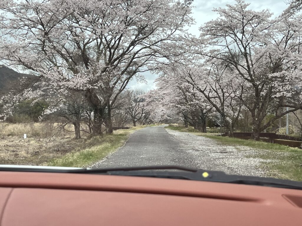 桜のトンネル